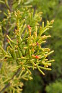 Image of Bog Pine