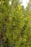 Image of Bog Pine