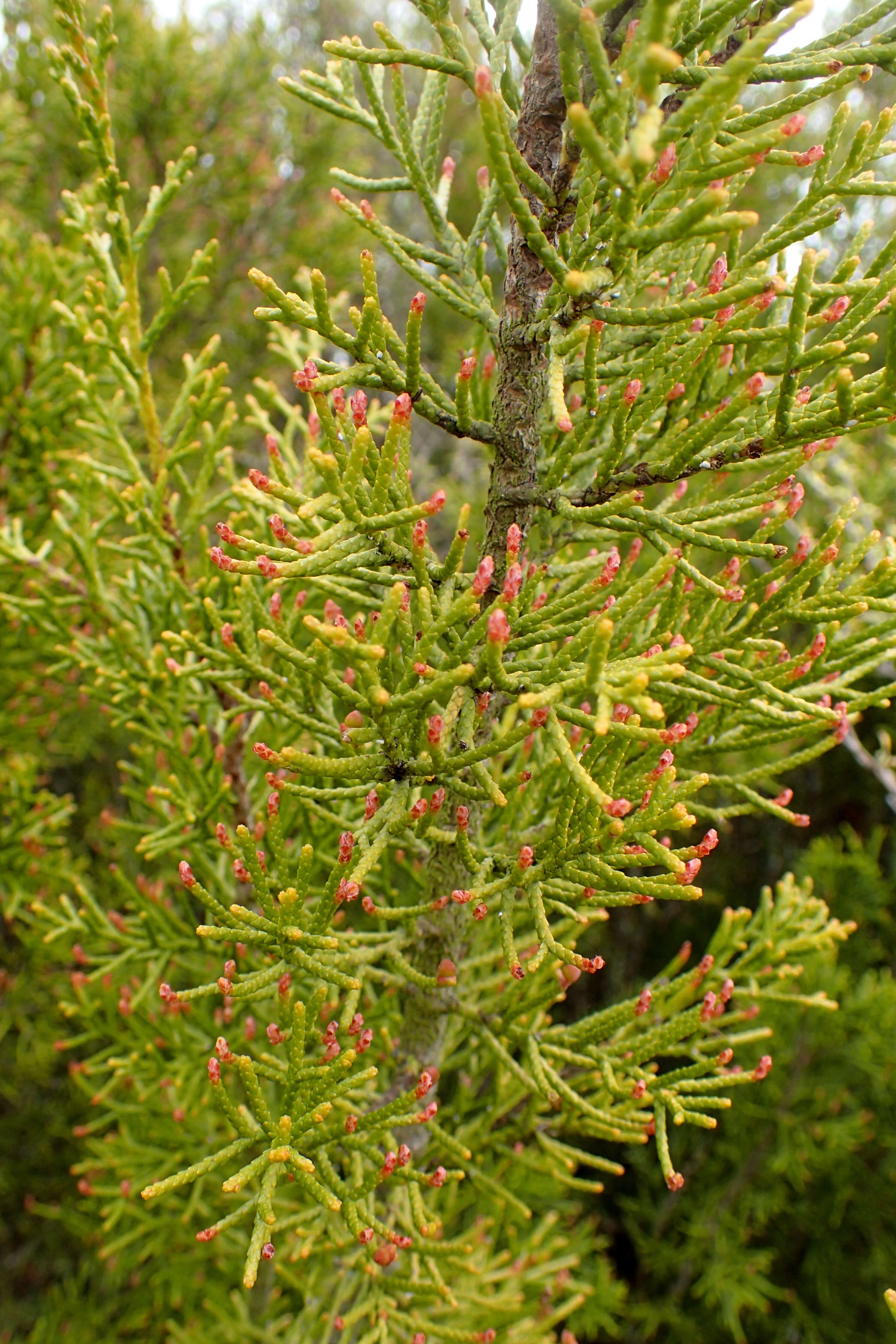 Image of Bog Pine