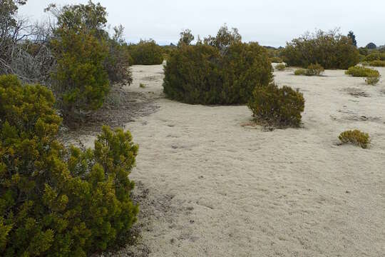 صورة Halocarpus bidwillii (Hook. fil. ex Kirk) Quinn