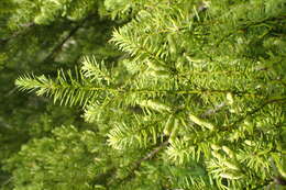 Podocarpus acutifolius Kirk resmi