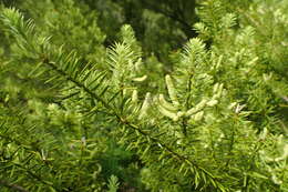 Podocarpus acutifolius Kirk resmi