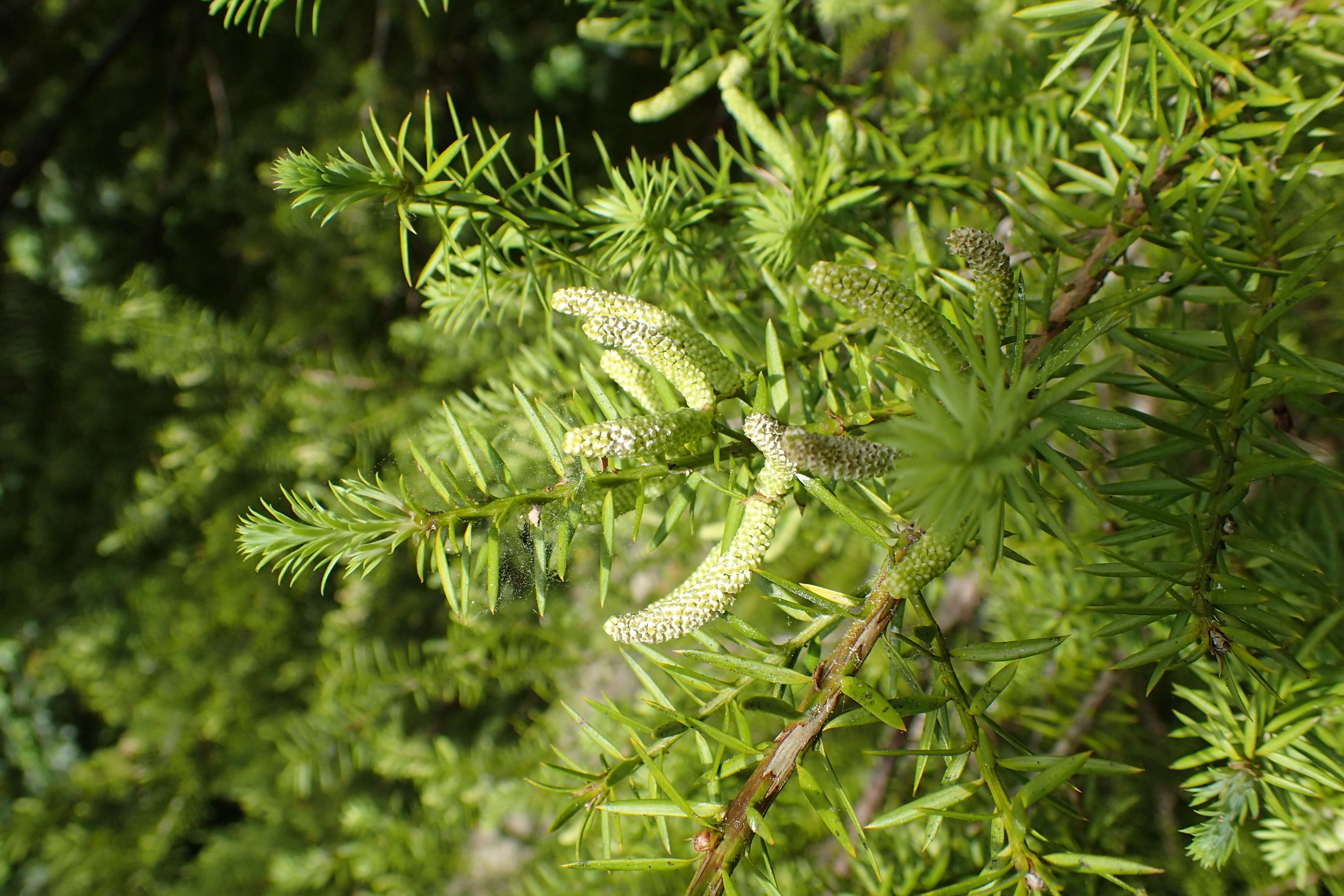 Podocarpus acutifolius Kirk resmi