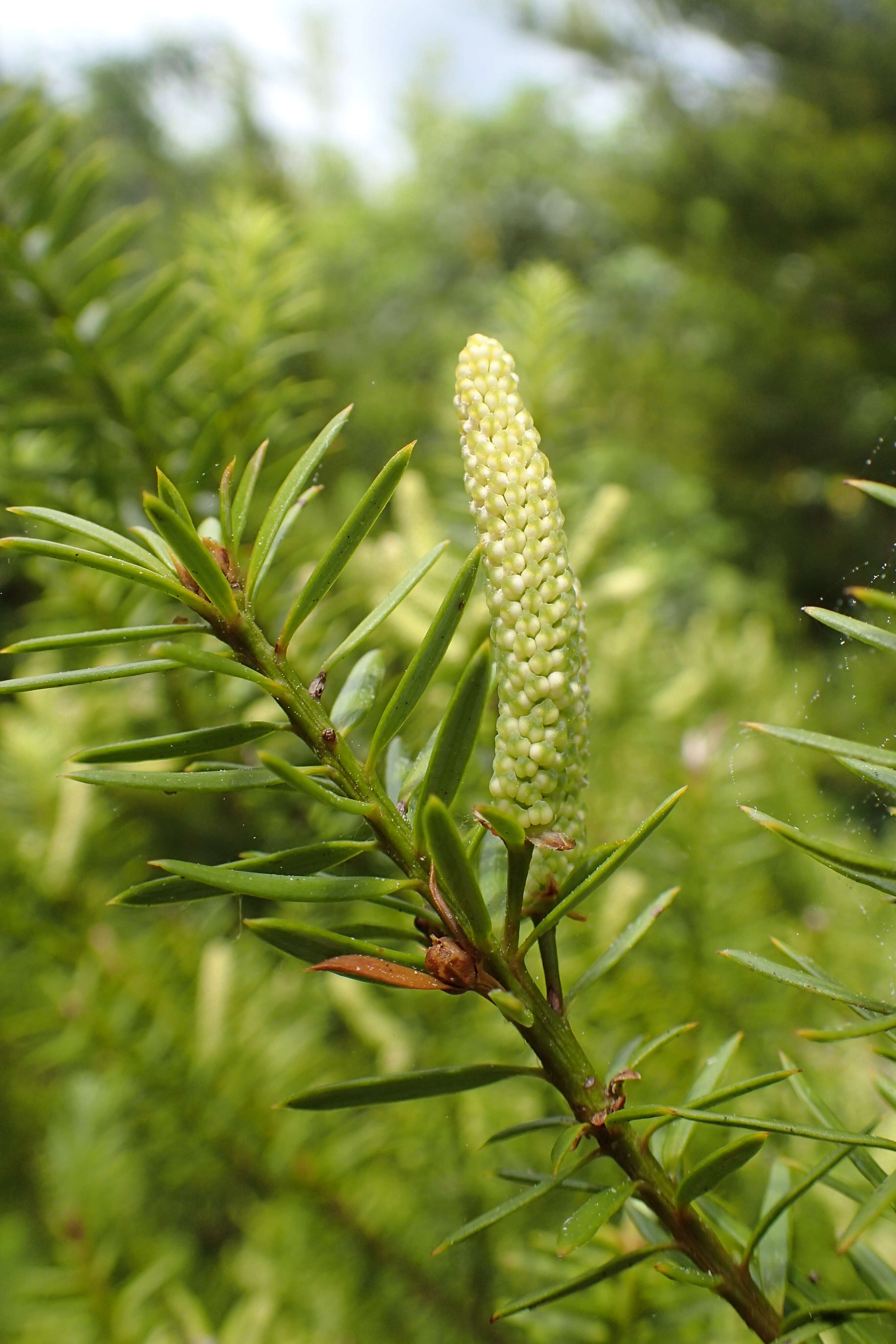 Image of Needle-leaved Totara