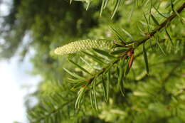 Podocarpus acutifolius Kirk resmi