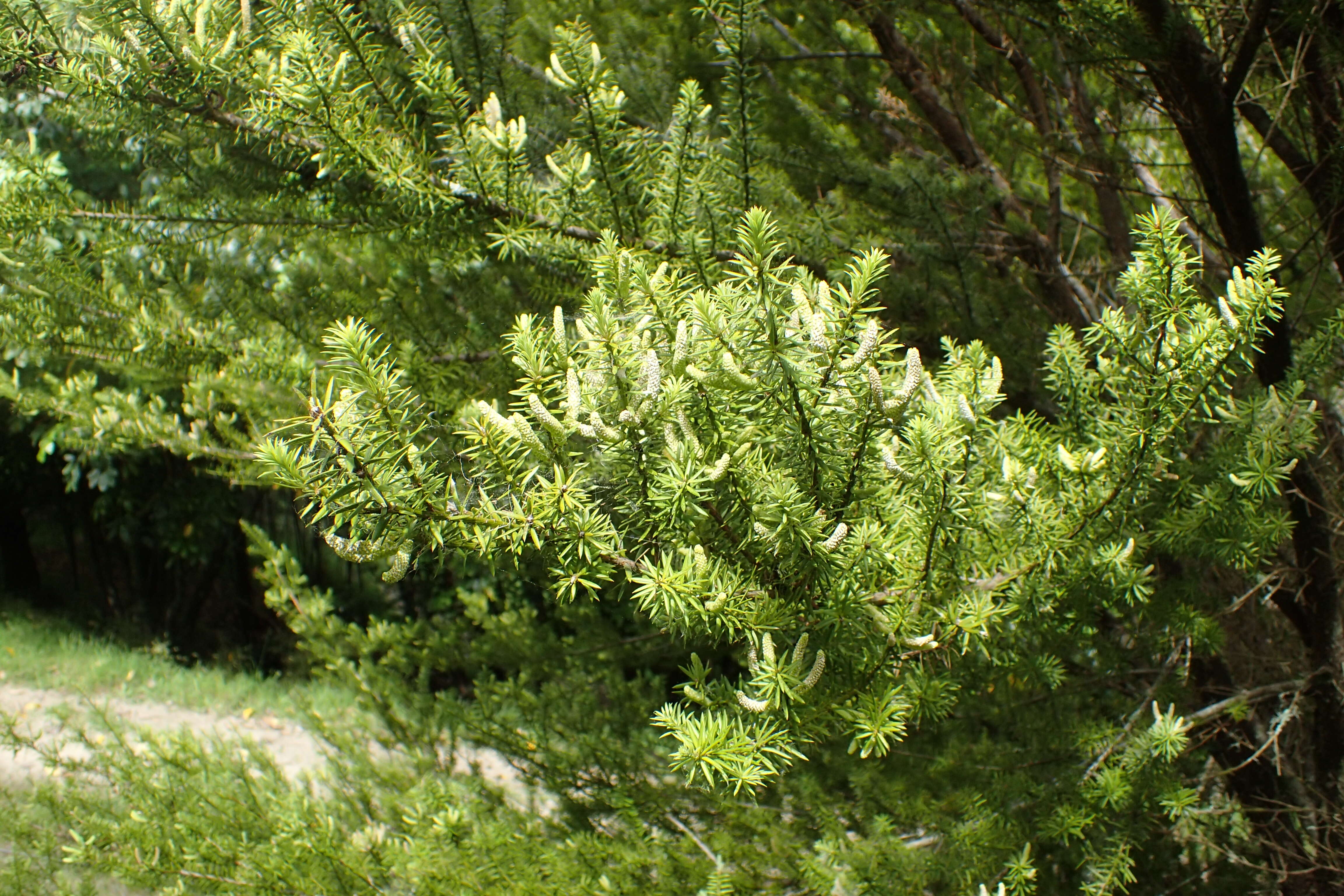 Podocarpus acutifolius Kirk resmi