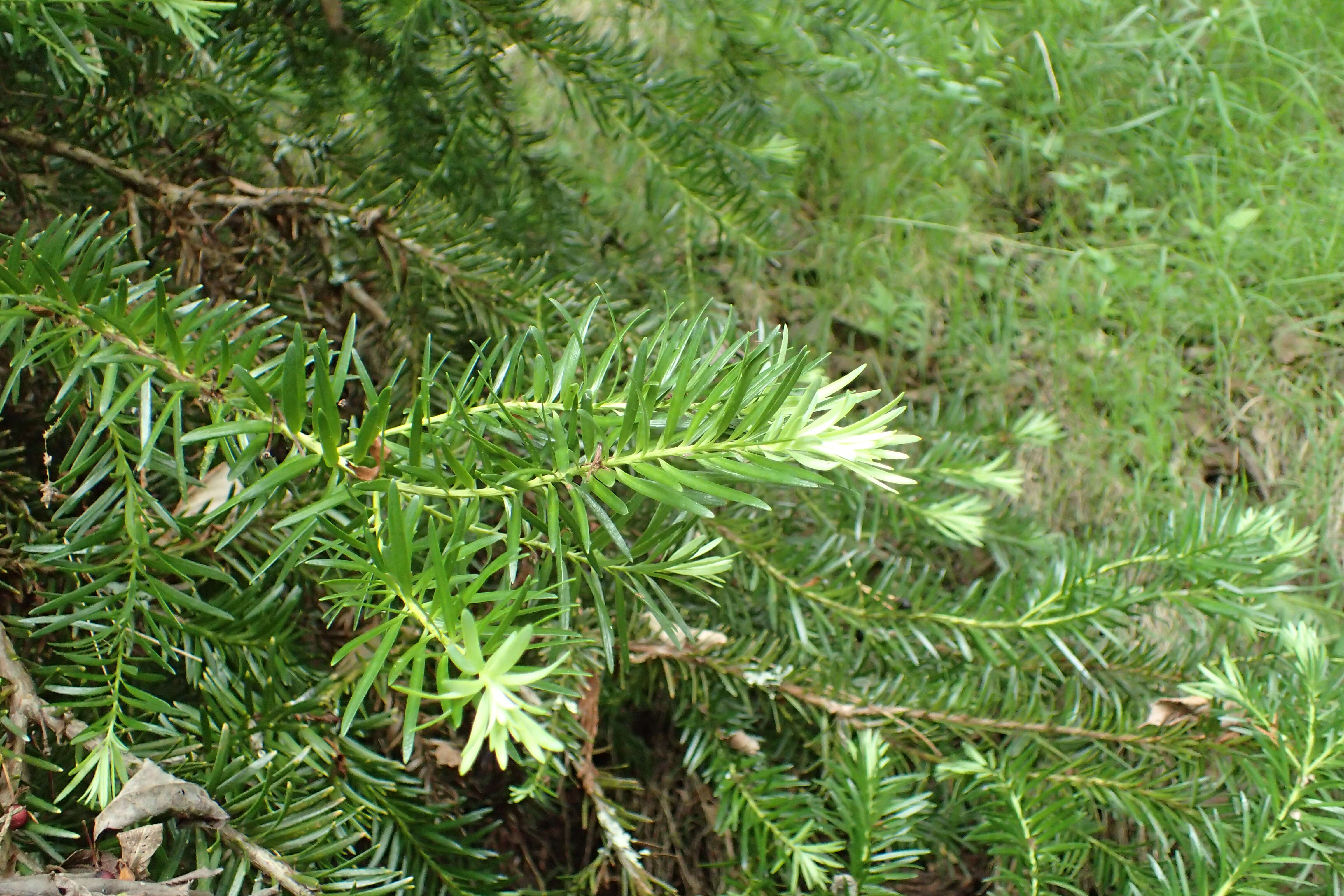 Image of Halocarpus kirkii (F. Muell. ex Parl.) Quinn