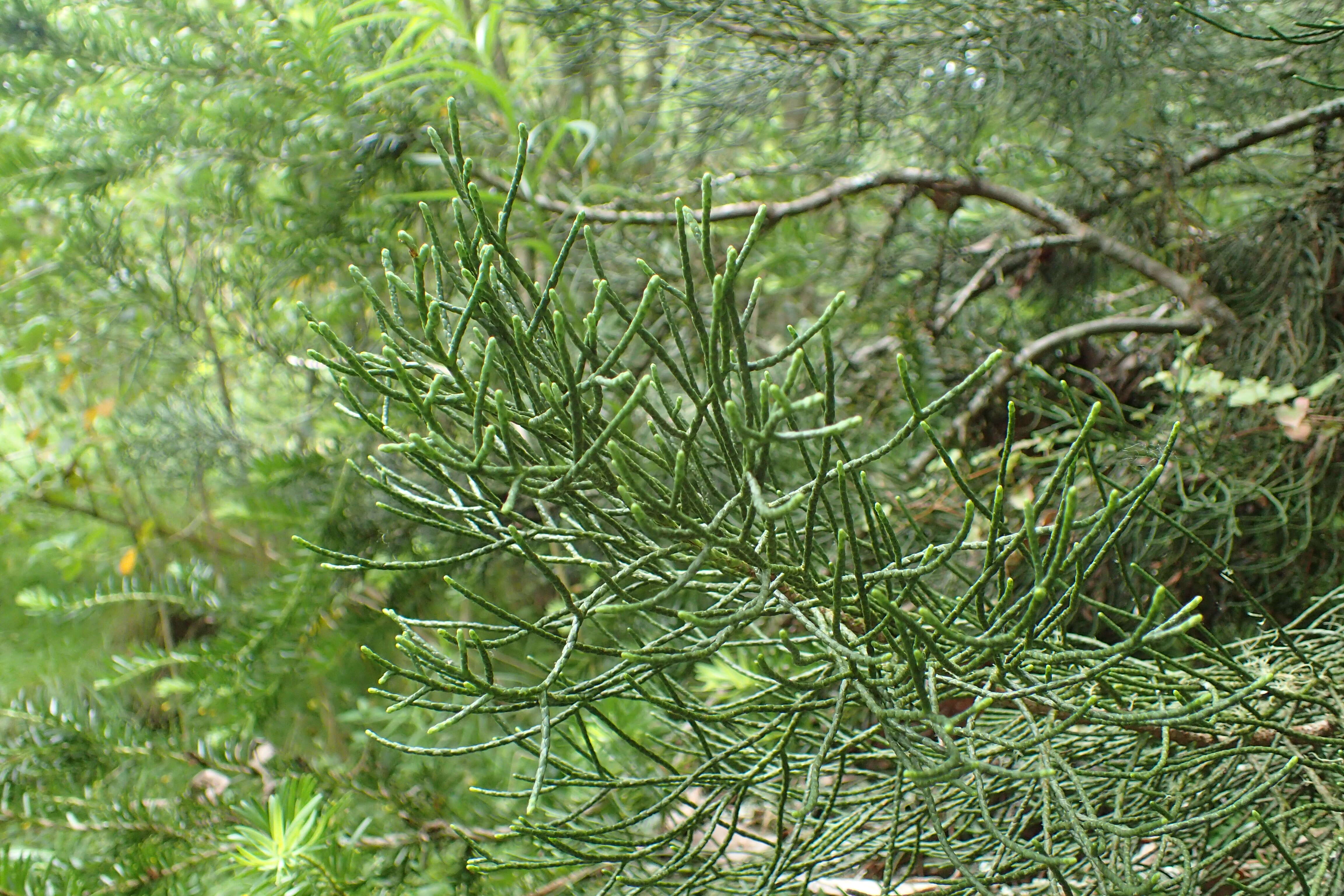 Image of Halocarpus kirkii (F. Muell. ex Parl.) Quinn