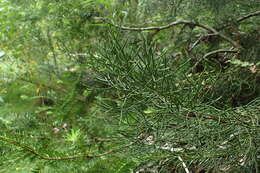 Image of Halocarpus kirkii (F. Muell. ex Parl.) Quinn