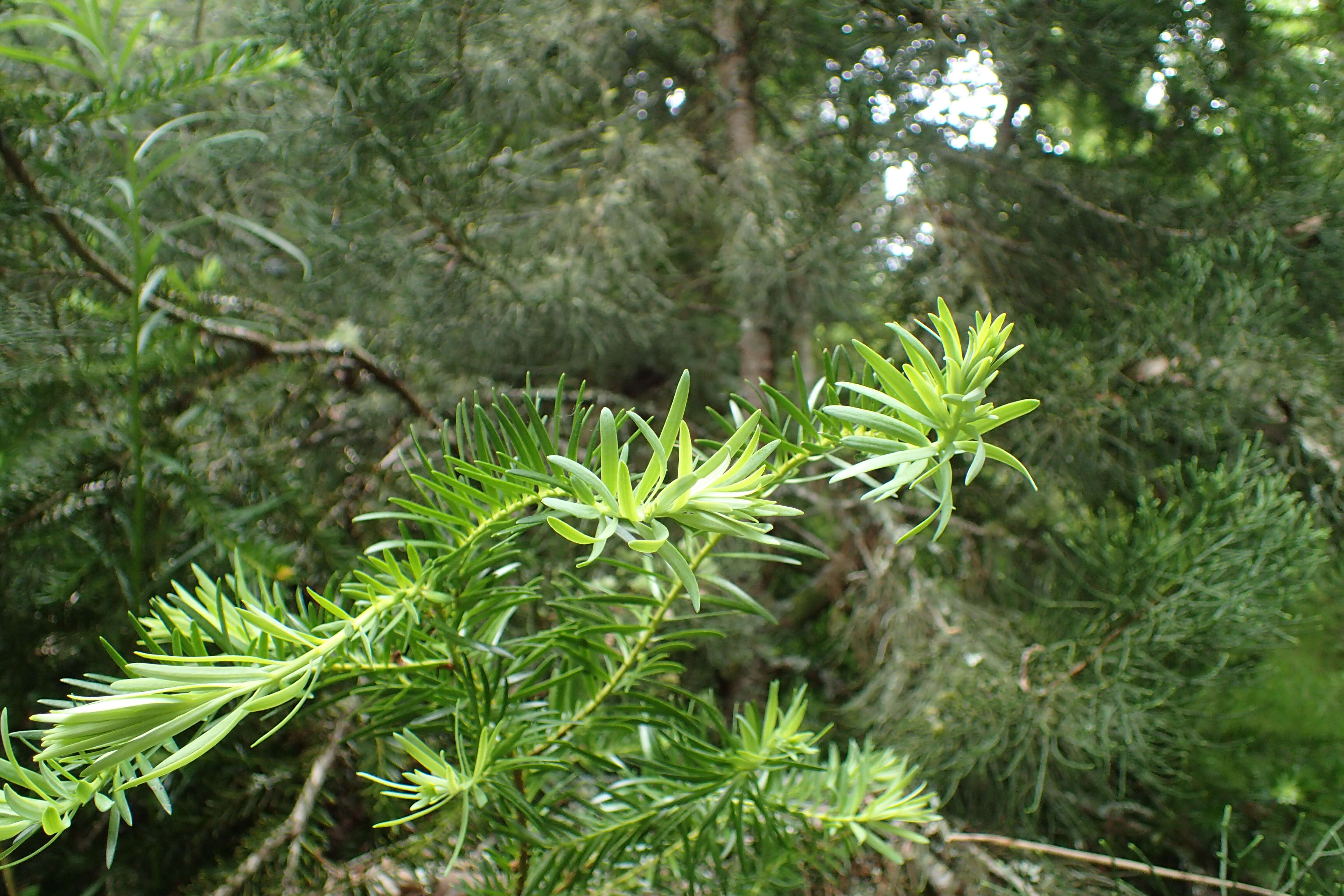 Image of Halocarpus kirkii (F. Muell. ex Parl.) Quinn