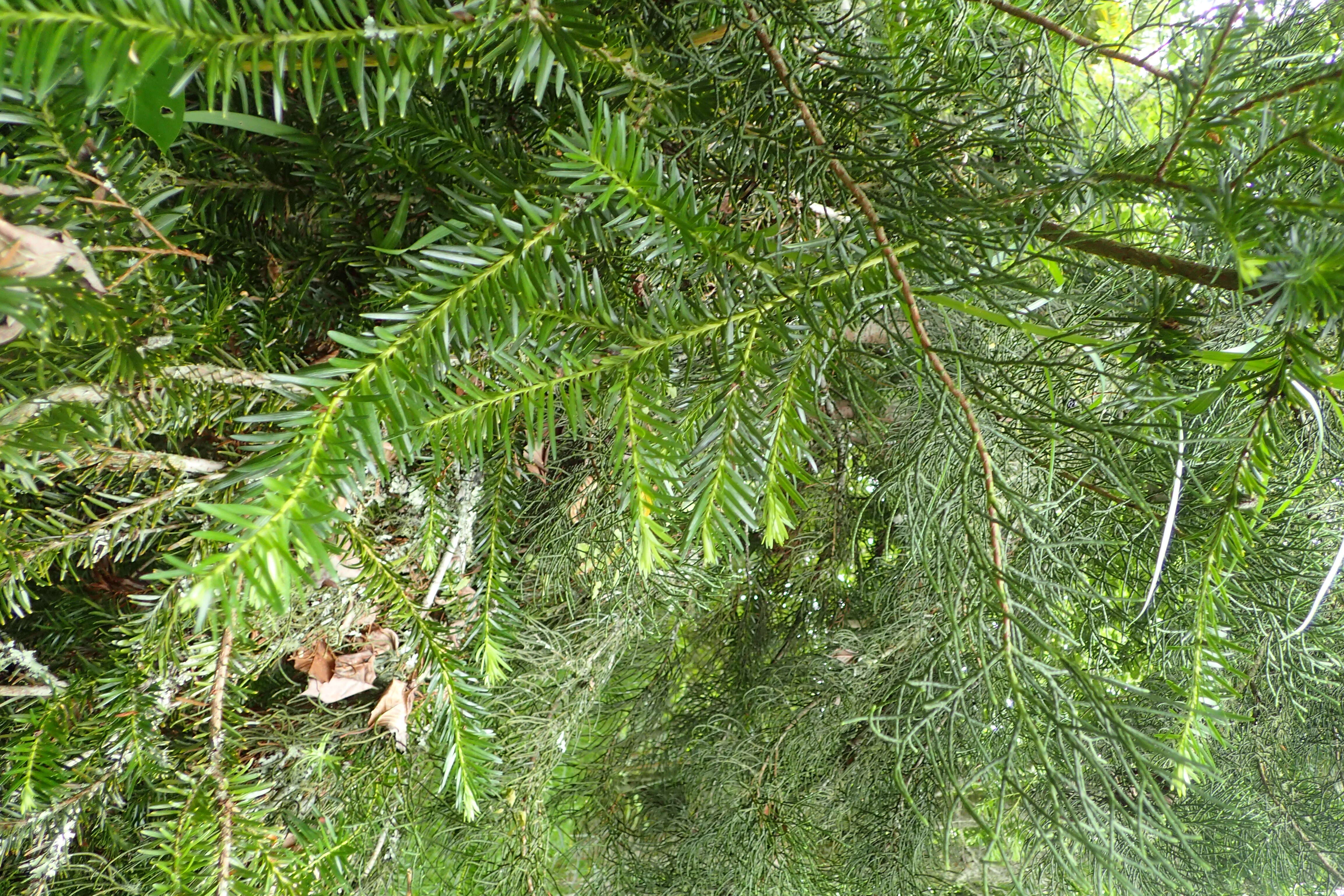 Image of Halocarpus kirkii (F. Muell. ex Parl.) Quinn