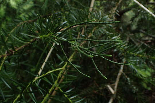 Image of Halocarpus kirkii (F. Muell. ex Parl.) Quinn