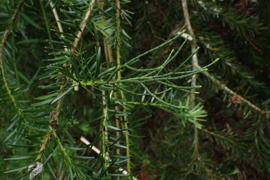 Image of Halocarpus kirkii (F. Muell. ex Parl.) Quinn