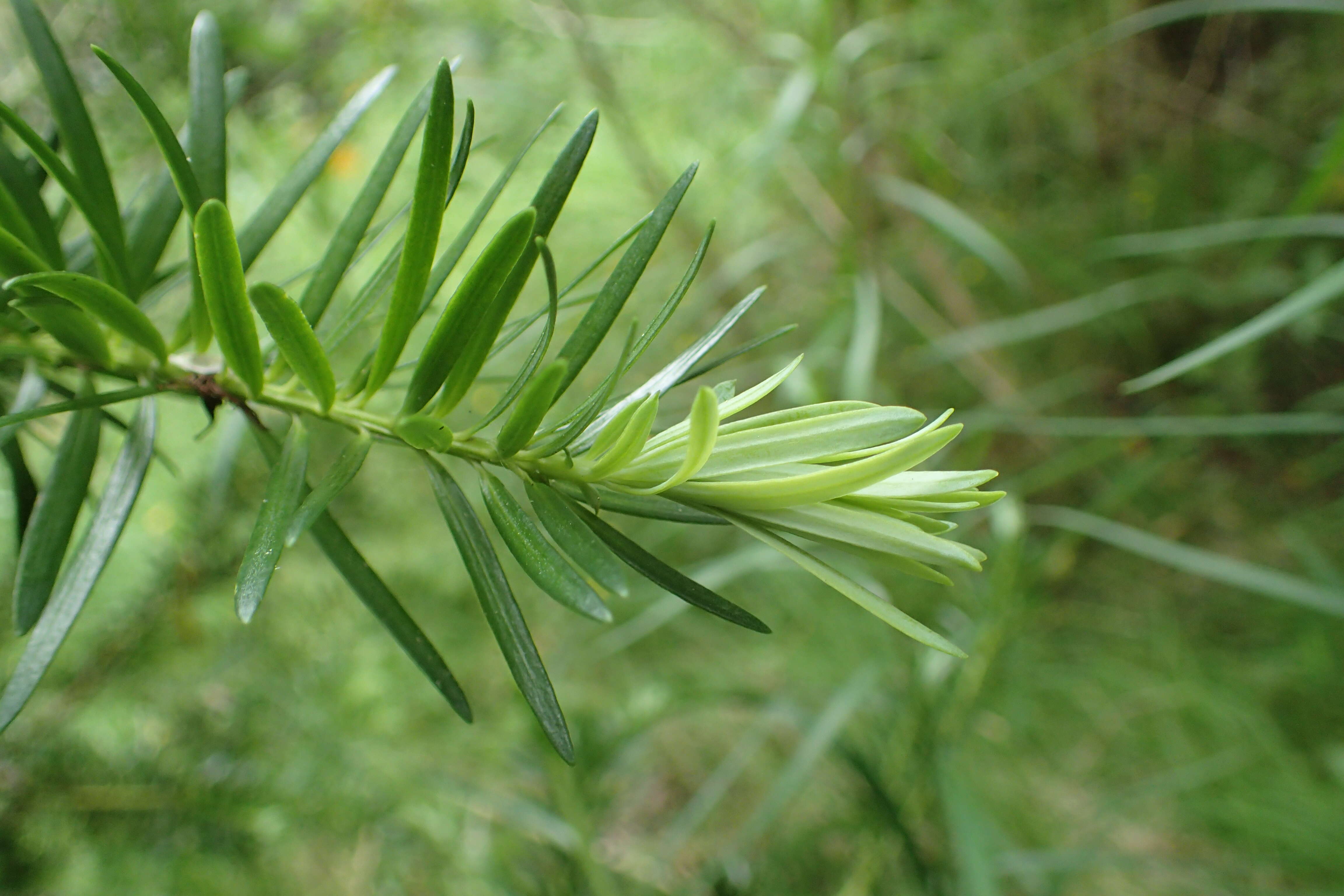 Image of Halocarpus kirkii (F. Muell. ex Parl.) Quinn