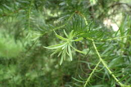 Image of Halocarpus kirkii (F. Muell. ex Parl.) Quinn