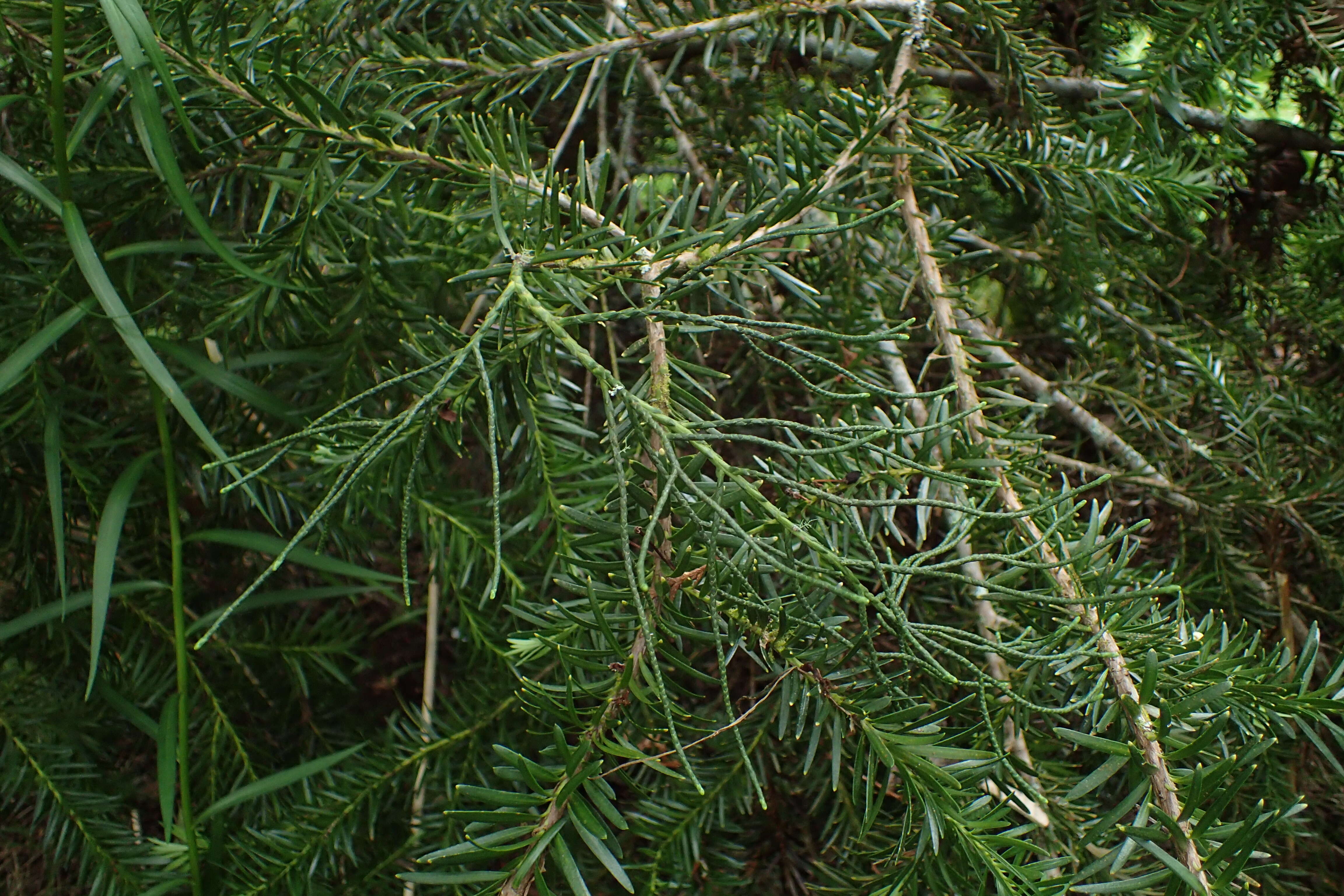 Image of Halocarpus kirkii (F. Muell. ex Parl.) Quinn