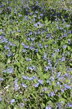 Mertensia virginica (L.) Pers. ex Link resmi