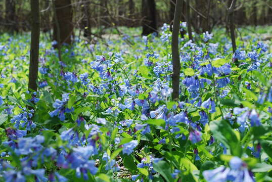 Mertensia virginica (L.) Pers. ex Link resmi