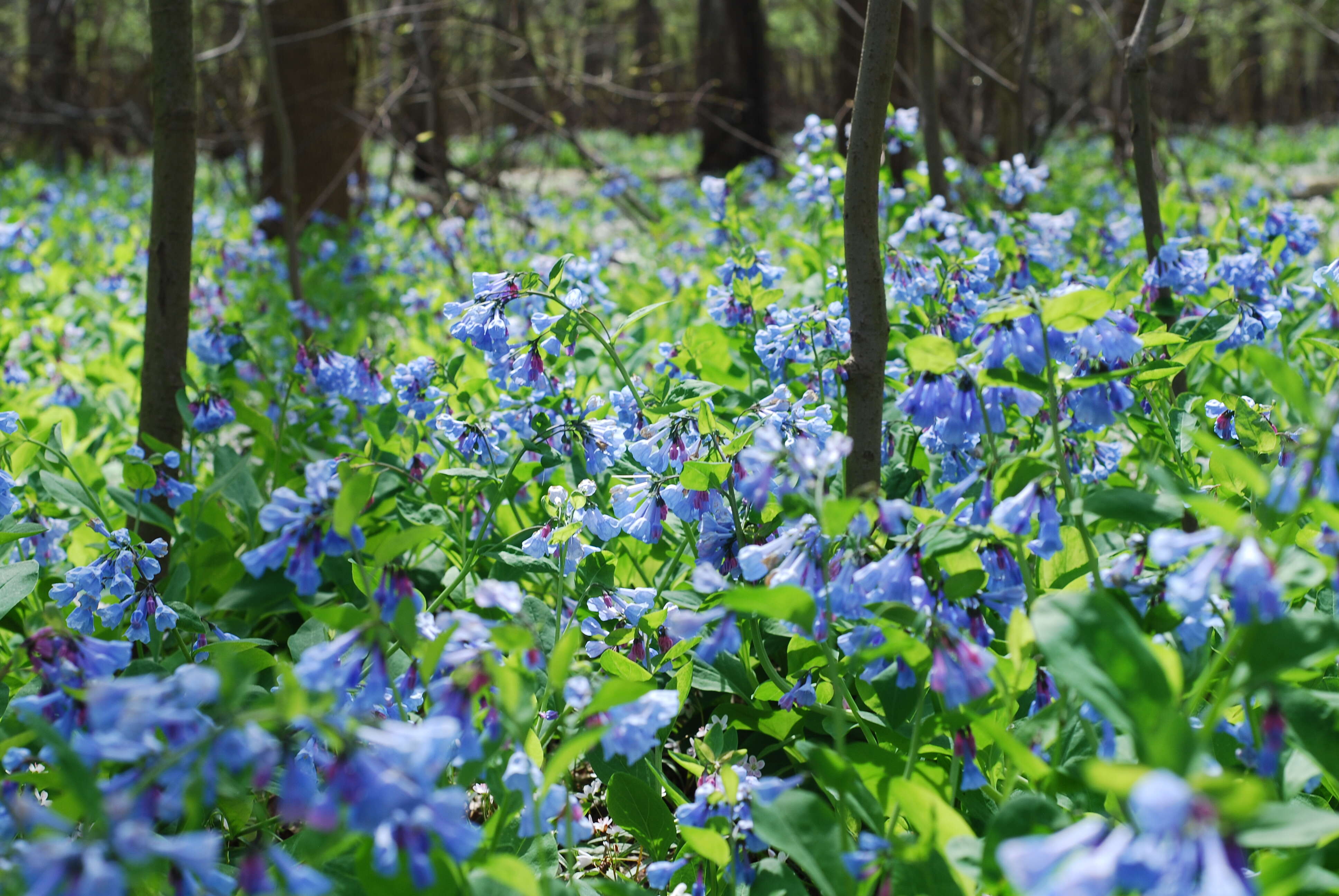 Image of Virginia Bluebell