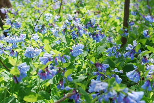 Mertensia virginica (L.) Pers. ex Link resmi