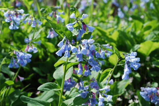 Image of Virginia Bluebell