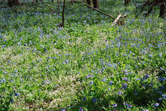 Image of Virginia Bluebell