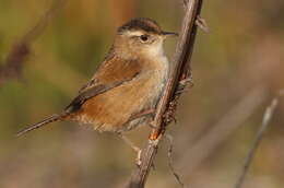 Image of Marsh Wren