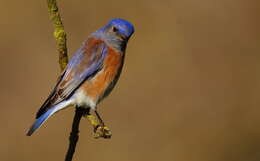 Image of Western Bluebird