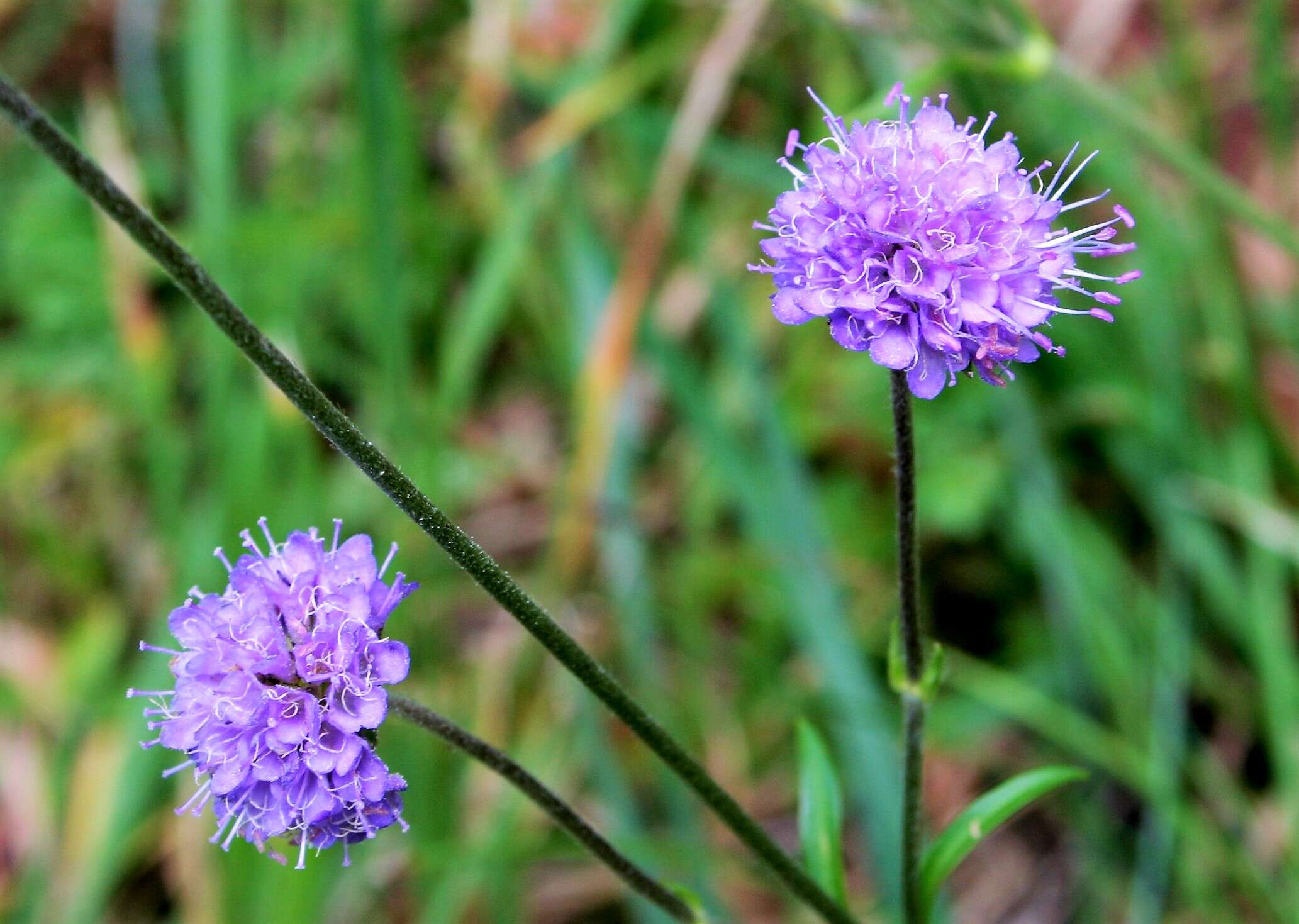 Image of Devil’s Bit Scabious