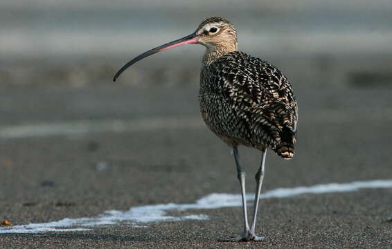 Image of Long-billed Curlew