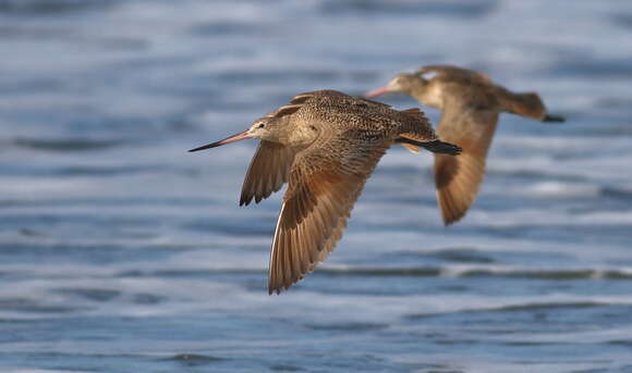 Image of Marbled Godwit