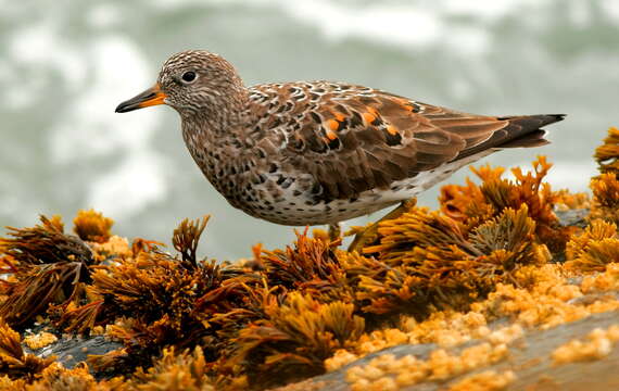 Image of Surfbird