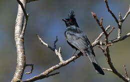 Image of Phainopepla Baird & SF 1858