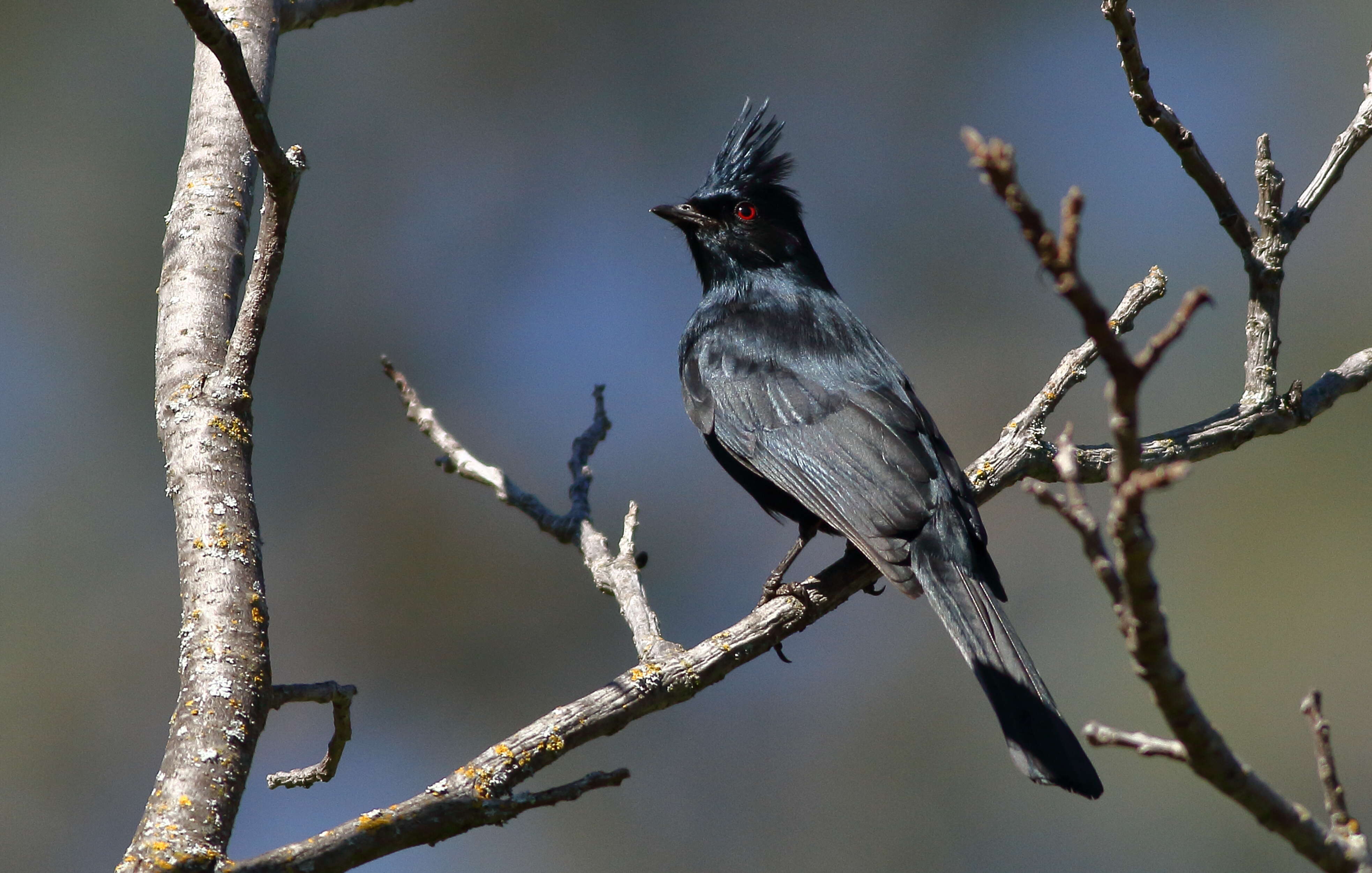 Image of Phainopepla Baird & SF 1858