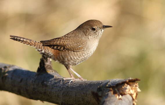 Image of House Wren