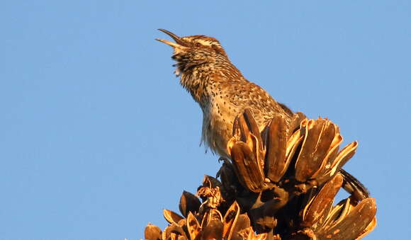 Image of Cactus Wren