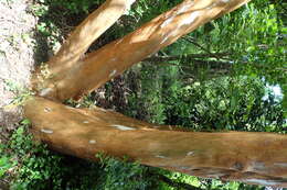 Image of Chilean Myrtle