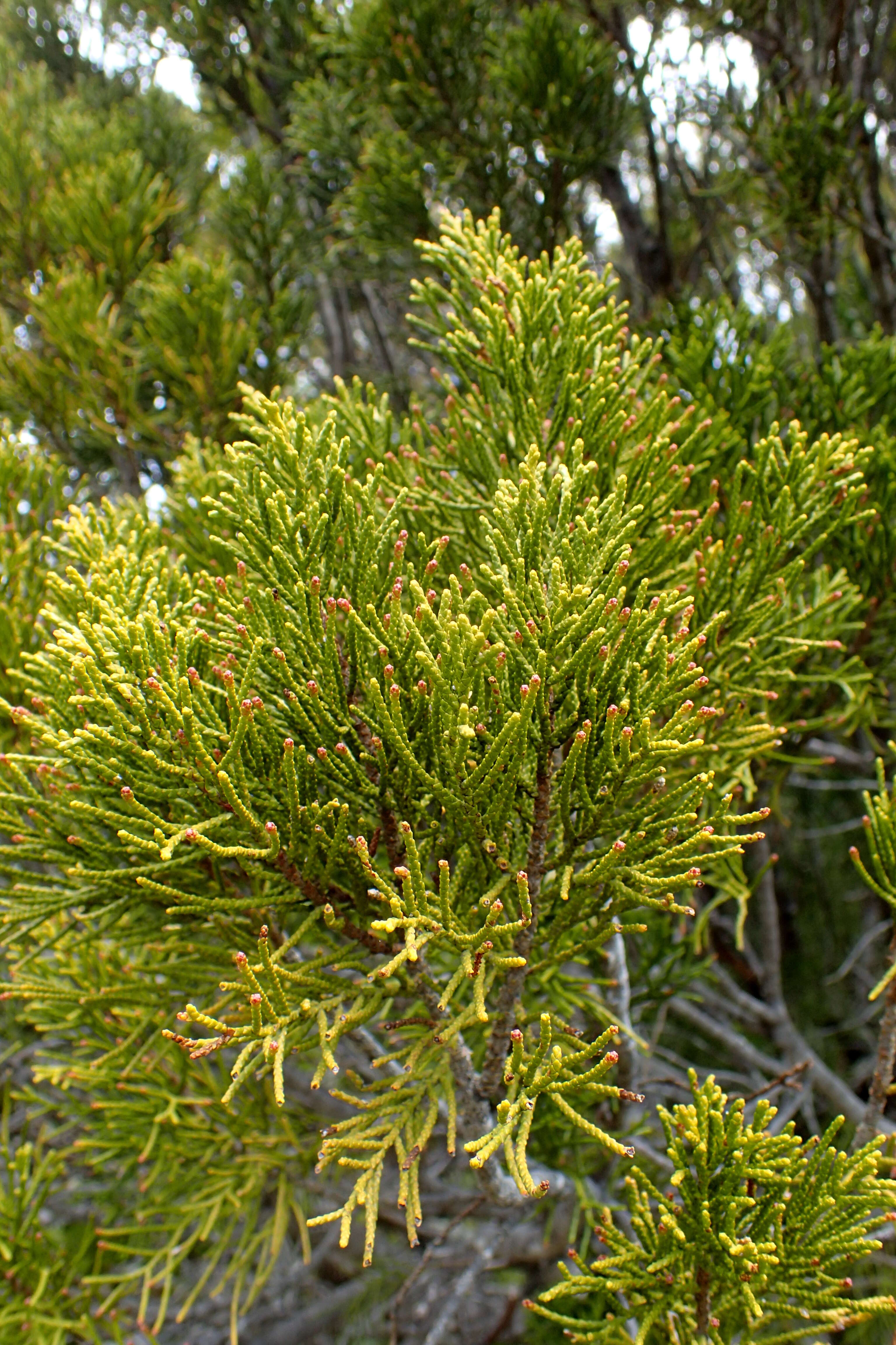 Image of Bog Pine