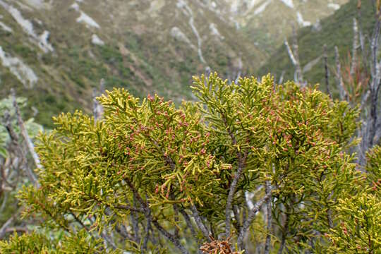 صورة Halocarpus bidwillii (Hook. fil. ex Kirk) Quinn