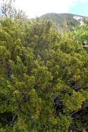 Image of Bog Pine