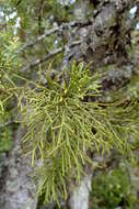 Image of Bog Pine