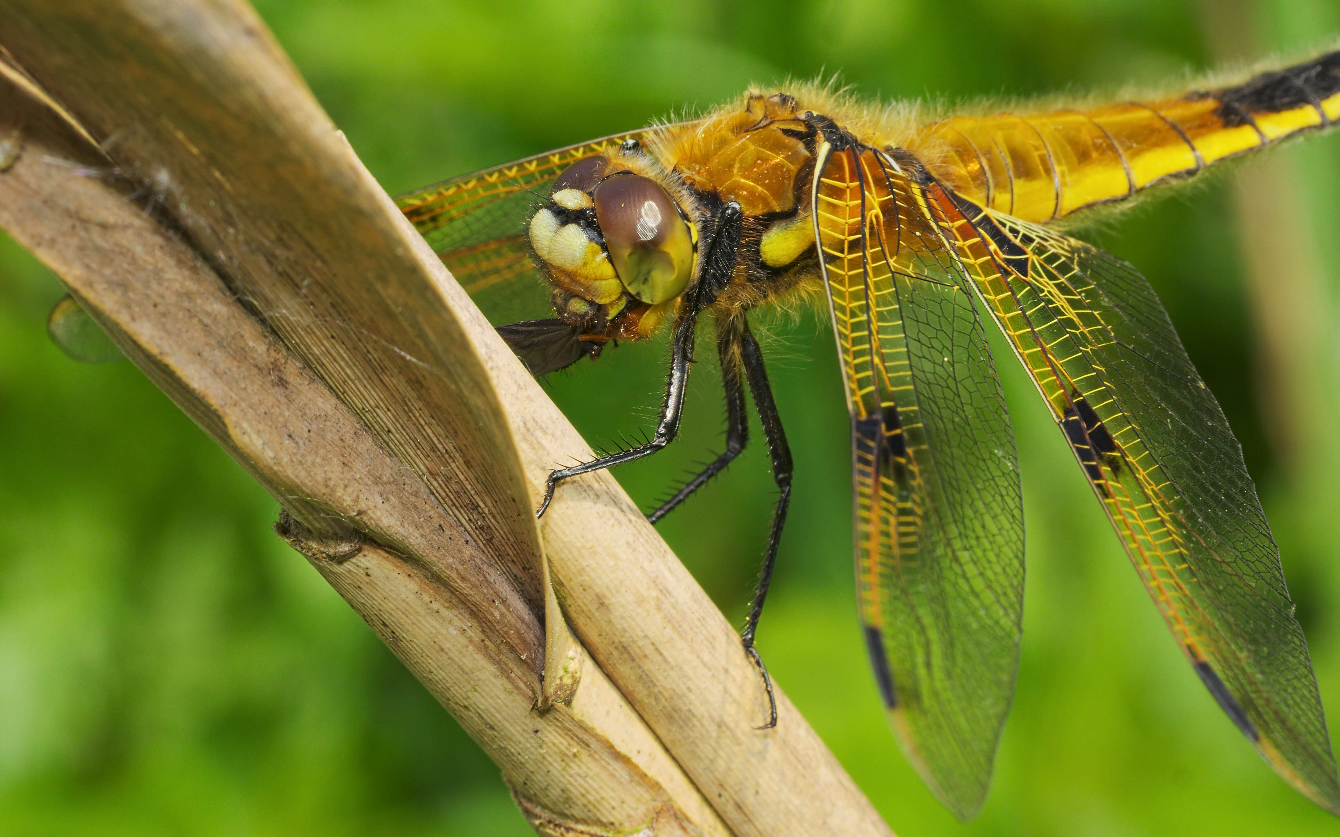 Image of Four-spotted Chaser