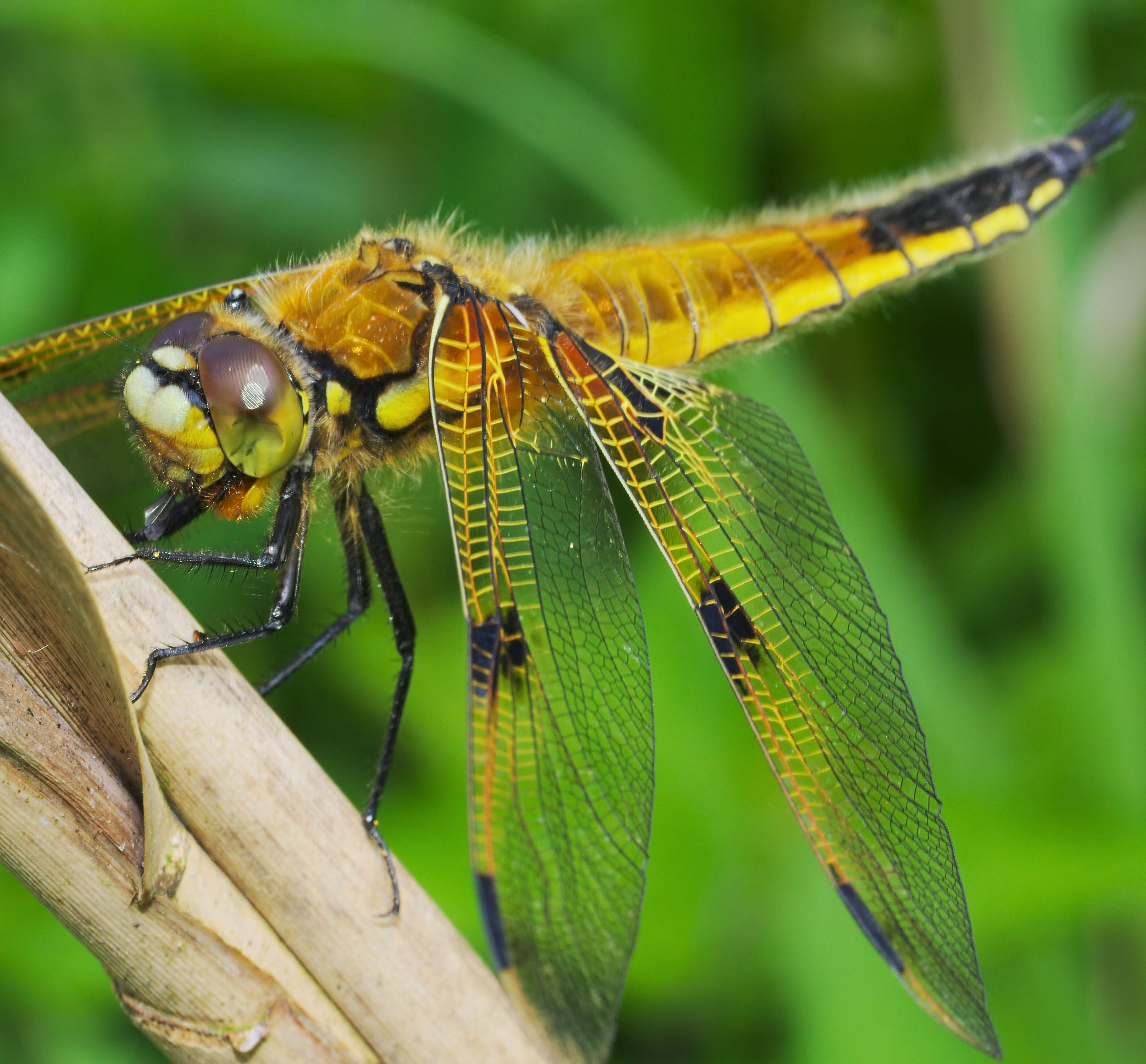 Image of Four-spotted Chaser