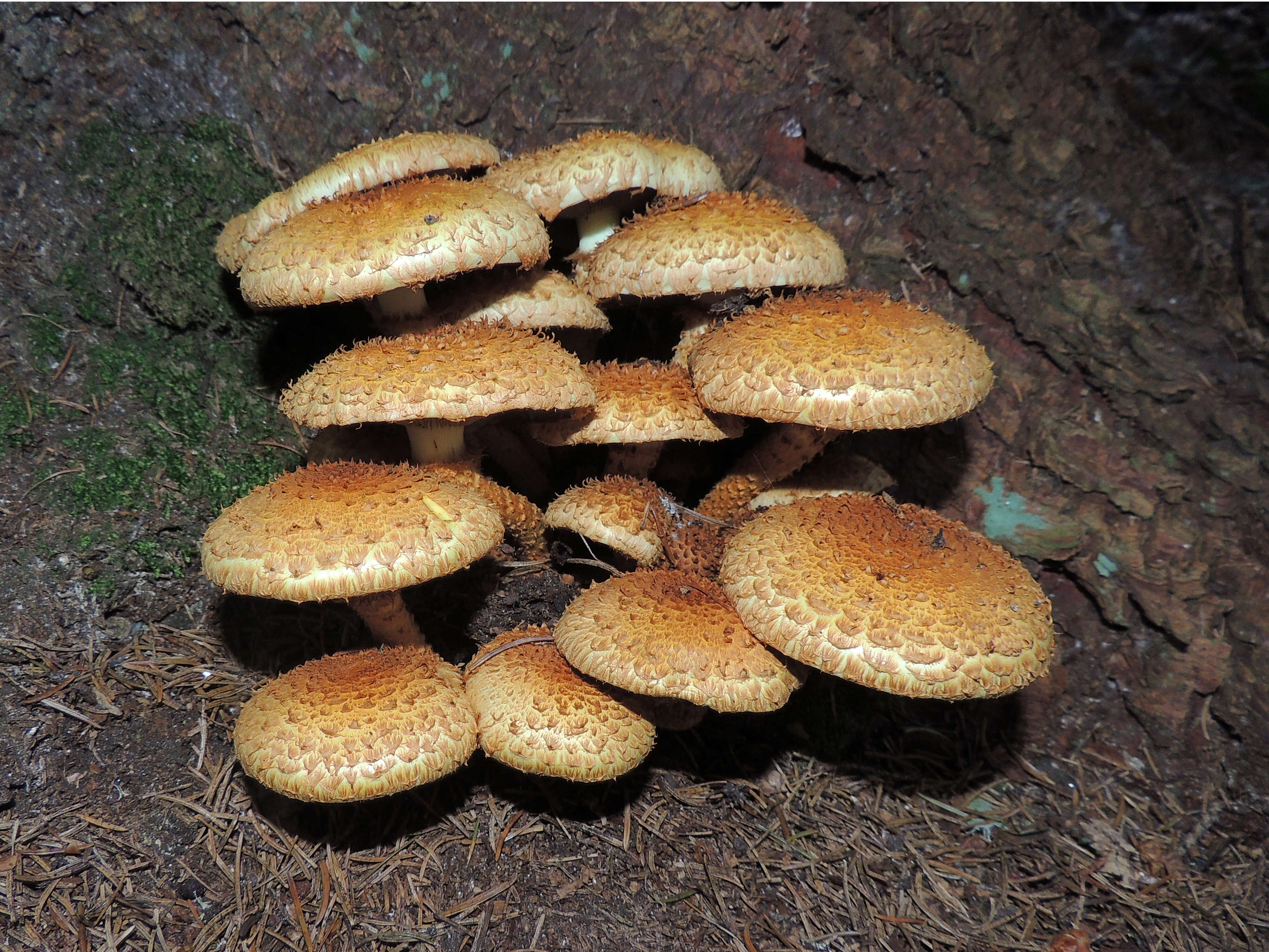 Pholiota squarrosa (Vahl) P. Kumm. 1871 resmi