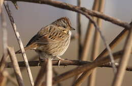 Image of Lincoln's Sparrow