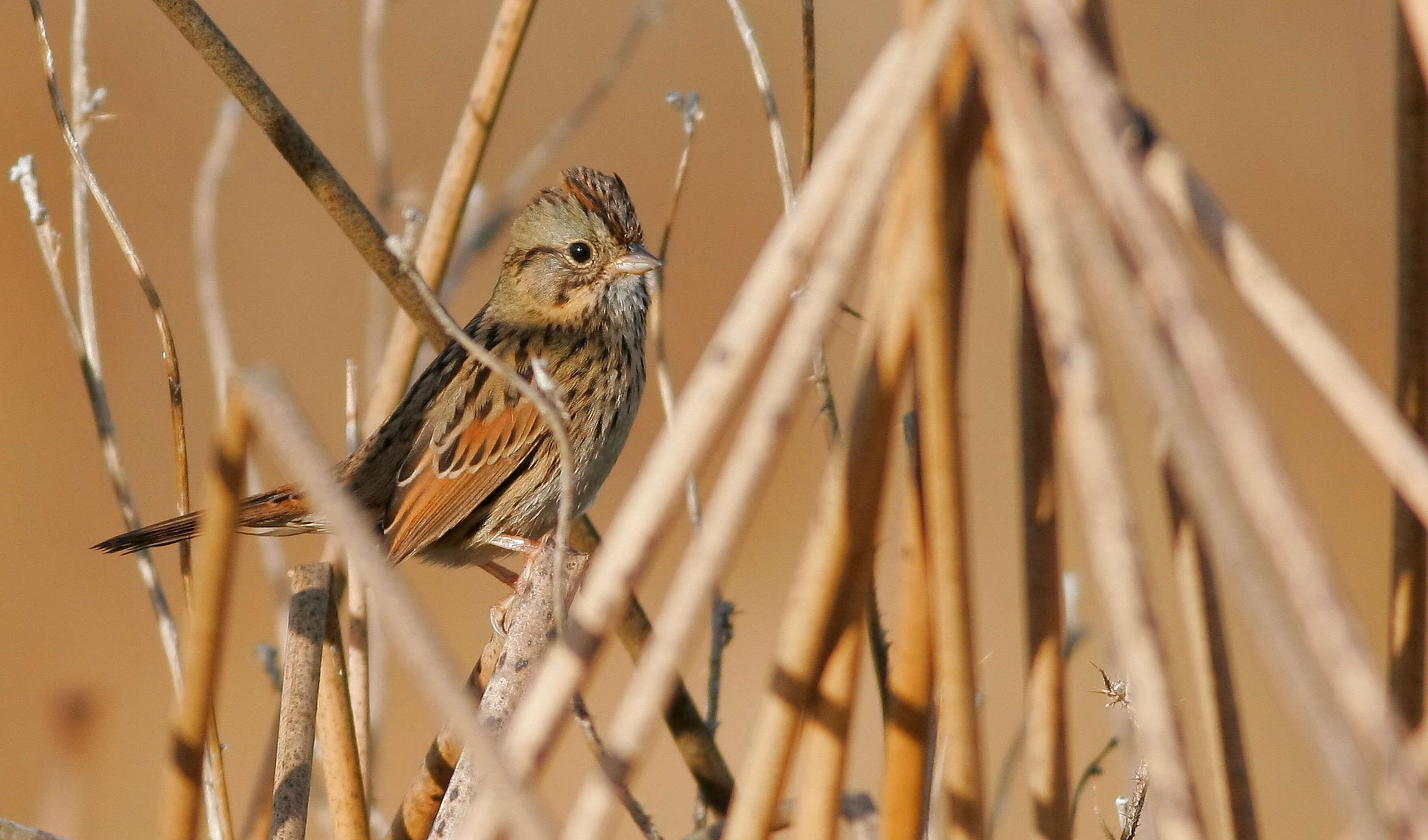 Image of Lincoln's Sparrow