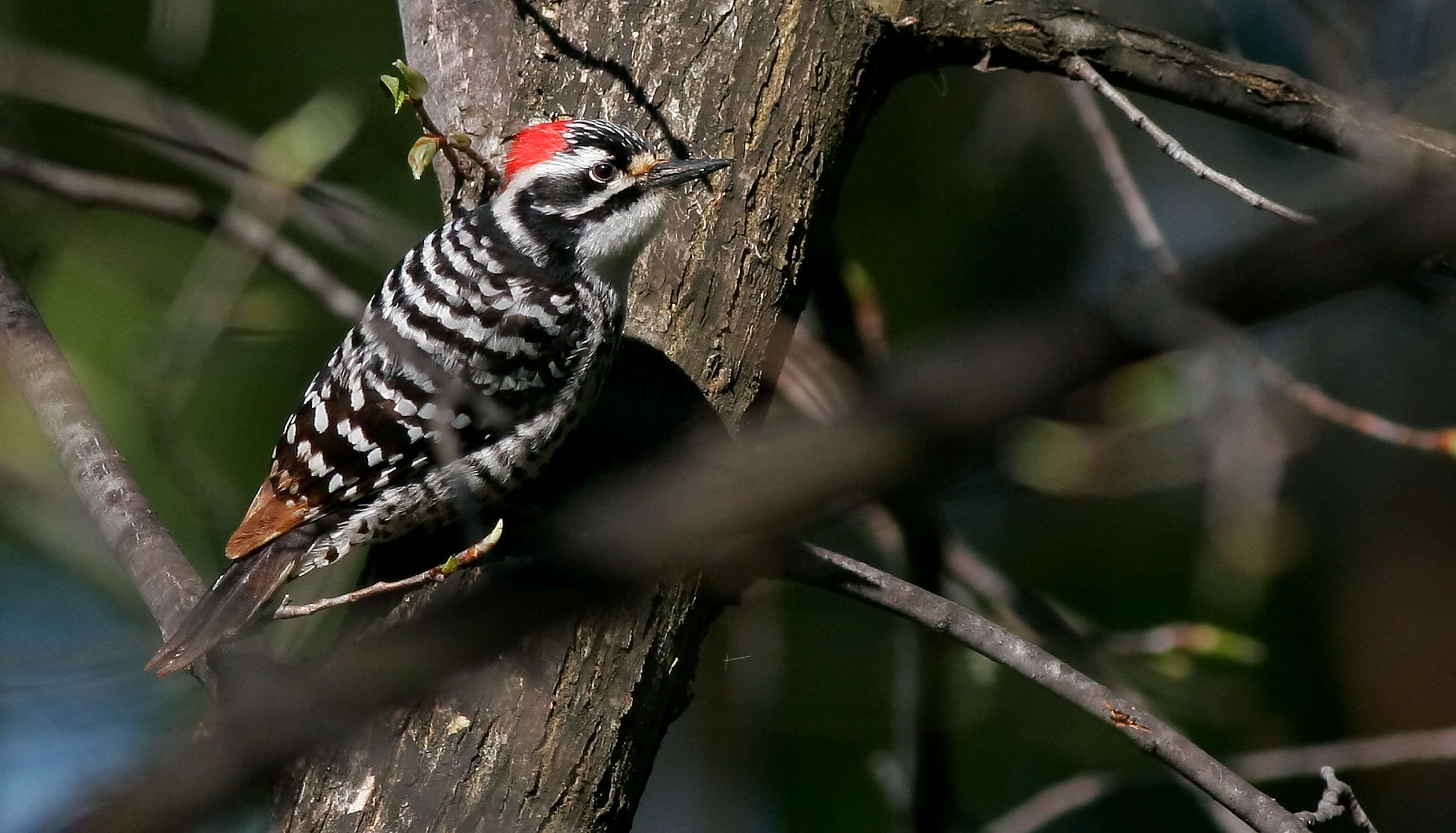 Image of Nuttall's Woodpecker