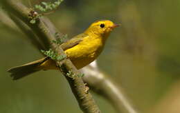 Image of Wilson's Warbler