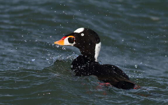 Image of scoter