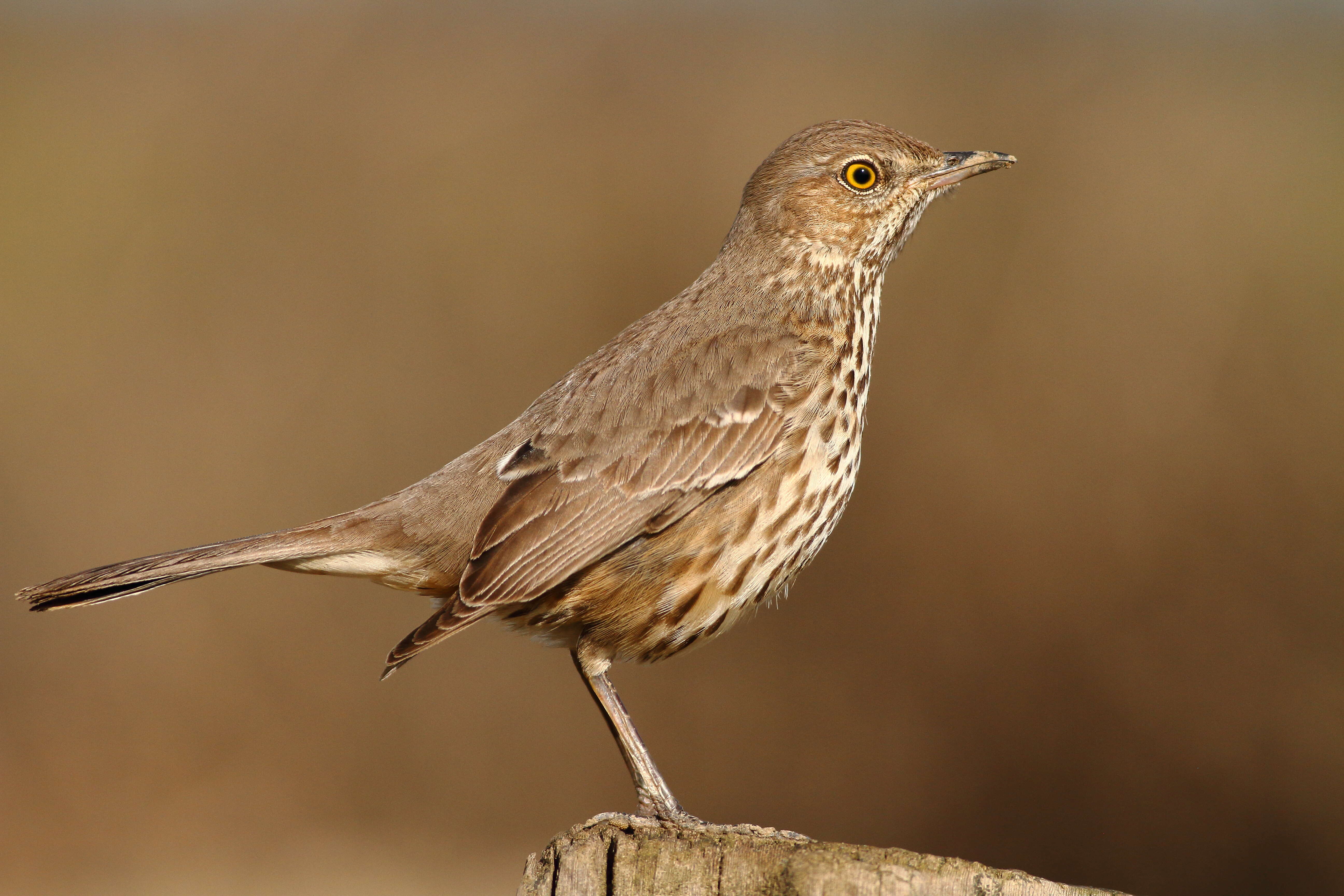 Image of Oreoscoptes Baird & SF 1858